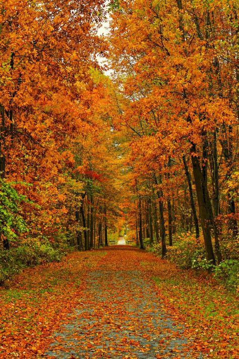 Fall Photography Nature, Fall Backdrops, Fall Background, Autumn Scenes, Autumn Nature, Autumn Scenery, Fall Pictures, Autumn Landscape, Jolie Photo