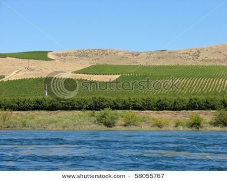 Walking along the Columbia River in Richland, WA...one of my favorite things to do for a little exercise & some fresh air. Wa State, Lets Move, Tri Cities, Columbia River, My Favorite Things, The Desert, Wonderful Places, Fresh Air, Favorite Things