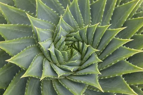 How the Golden Ratio Manifests in Nature Golden Ratio In Nature, Golden Ratio Spiral, Spirals In Nature, Geometry In Nature, Golden Spiral, Aloe Plant, Aloe Vera Plant, Spiral Shape, Golden Ratio