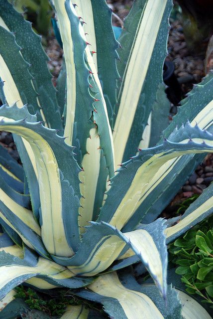 Agave americana medio-picta 'Alba' The magnificent 'Tuxedo Agave'. Smaller and slower growing than Agave americana. photo by Michael Buckner, The Plant Man, San Diego -  Flickr Agave Americana, Types Of Succulents, Colorful Succulents, Agave Plant, Succulent Gardening, Desert Garden, Agaves, Drought Tolerant Plants, Desert Plants