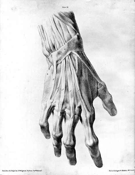 The anatomy of the bones and muscles : exhibiting the parts as they appear on dissection, and more particularly in the living figure; as applicable to the fine arts. Designed for the use of artists, and memebers of the Artist's anatomical society. In two parts / By George Simpson. Illustrated with highly-finished lithographic impressions. | Wellcome Collection Hand Anatomy, Bad Drawings, Wellcome Collection, Human Anatomy Drawing, Human Figure Drawing, Human Anatomy Art, Anatomy Sketches, Anatomy For Artists, Dead Space