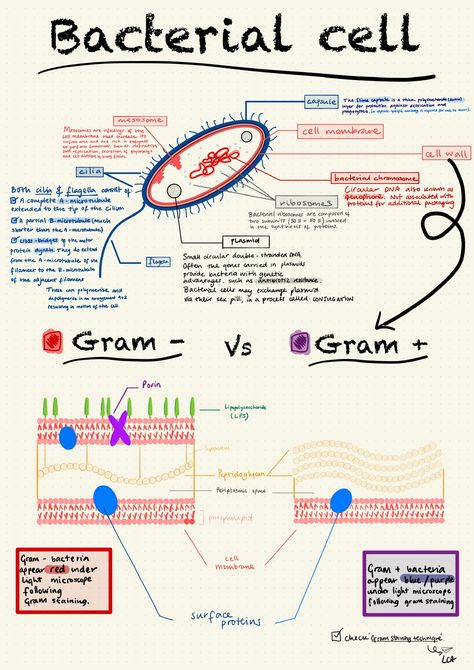 Micro Organisms Notes, Micro Biology Notes, Microbiology Worksheets, Bacteriology Notes, Microbiology Study Tips, Cell Structure Notes, Cell Structure And Function Notes, Bacteria Notes, Microbiology Wallpaper