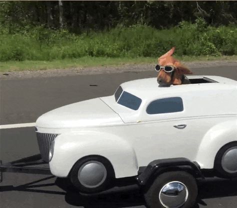 Dog Driving Car Funny, Car Playlist Cover Funny, Dog Spotify Cover, Cat In A Car, Cat In Car, Dog In Car, Car Playlist, Making My Way Downtown, Reaction Image