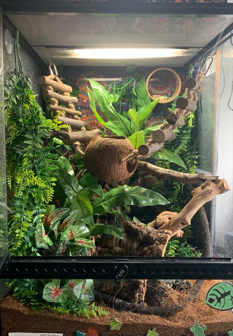 Cute Reptile Enclosure, Crested Geckos Habitat, Crested Gecko Habitat Terrariums, Aesthetic Gecko Tank, Giant Day Gecko Terrarium, Hexagon Crested Gecko Terrarium, Cute Crested Gecko Tank Ideas, Lizard Enclosure Ideas, Leaped Gecko Tank Set Up