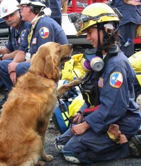 Lode A Dio, Perros Golden Retriever, Old Golden Retriever, Search And Rescue Dogs, Dog Hero, Ground Zeroes, Ground Zero, Dog Search, Dream Journal