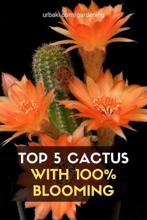 TOP 5 Cactus With 100% Blooming Blooming Cactus Plants, Cactus Garden Outdoor, Growing Cactus From Seed, Cactus Species, Indoor Cactus Garden, Types Of Cactus Plants, Mini Cactus Garden, Indoor Cactus Plants, Small Cactus Plants