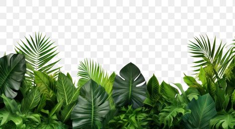 Jungle Design Graphic, Tanaman Png, Green Plants Background, Plant Backdrop, Graphical Poster, Dollars Money Wallpaper, Plants Background, Outdoor Background, Bamboo Background