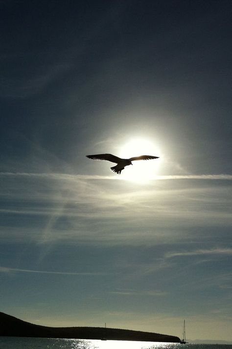 Bird Flying in the Middle on the Air Under Clear Blue Sky during Daytime Seagull Silhouette, Calming Pictures, Dramatic Sky, Bird Flying, Birds In The Sky, Fire Photography, Bridal Ideas, Beautiful Flowers Photos, Bird Silhouette