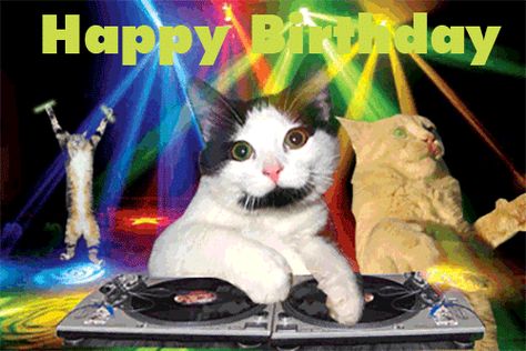 A Cat, Happy Birthday, Gif, Birthday