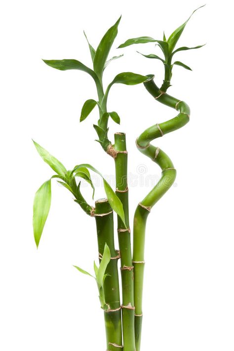 Lucky bamboo plant. (Dracaena sanderiana) against white background , #Ad, #plant, #Lucky, #bamboo, #Dracaena, #white #ad Lucky Bamboo Decor, Bamboo House Plant, Bamboo Drawing, Dracaena Sanderiana, Lucky Bamboo Plants, Bamboo In Pots, Bamboo Tattoo, Making Plant Pots, Bamboo Plant