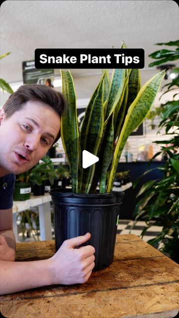 Tanner Mitchell on Instagram: "Snakes are some of the simplest and easiest houseplants to grow- but there are still misconceptions when it comes to growing them! These tips will help you be successful. #plantsofinstagram #plantsplantsplants" Snake Plant Garden, Snake Plant Care, Easy Baby Food Recipes, Kitchen Ideas Modern Luxury, Indoor Plant Care, Snake Plant, Be Successful, Garden Beds, Snakes