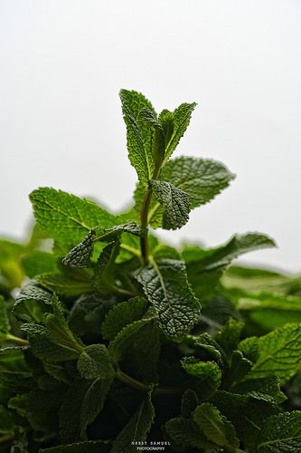 Mint Leaves | Pudina | by Nessy Samuel Photography Mint Leaf Aesthetic, Mint Photography, Mint Plant Aesthetic, Mint Leaf, Mint Aesthetic, Apple Mint, Dark Food Photography, Leaf Photography, Health Routine