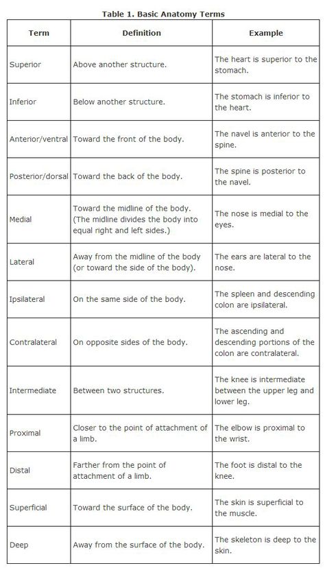 Anatomy And Physiology Anatomical Terms, Body Directions Anatomy, College Anatomy And Physiology, Human Anatomy Cheat Sheet, Medical Directional Terms, Anatomical Directional Terms, Anatomy Directional Terms, Regional Terms Anatomy, Anatomical Terminology Notes