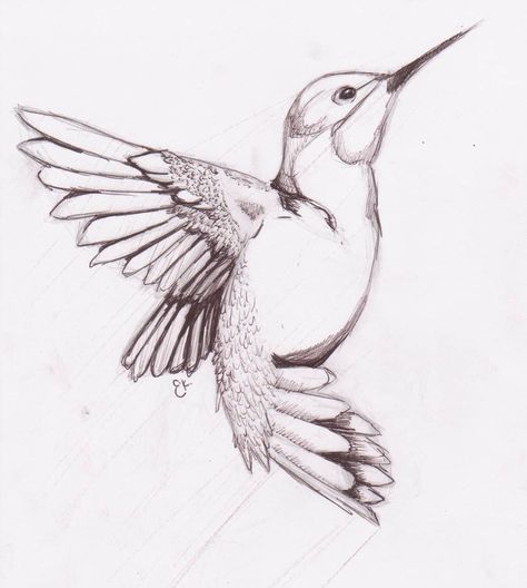 Bored Sketch, Hummingbird Drawing, Bird Sketch, Hummingbird Art, Pencil Pen, Humming Bird, Animal Sketches, Bird Drawings, Cute Birds