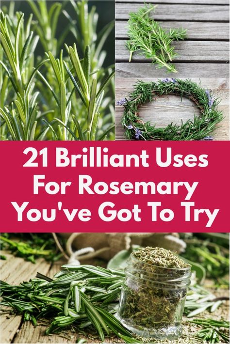 Wondering what to do with all that rosemary you grow in your garden? Wonder no more! Uses For Rosemary Plant, Harvesting And Preserving Rosemary, Rosemary Crafts Christmas Gifts, What To Do With Extra Rosemary, What To Do With Dried Rosemary, Gifts With Rosemary, How To Preserve Rosemary From The Garden, Fresh Rosemary Uses Recipe, Preserving Fresh Rosemary