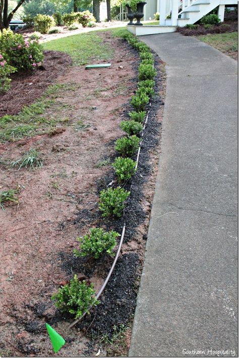 boxwoods by walkway Boxwoods Along Walkway, Front Yard Landscaping With Boxwoods, Landscaping Along Walkway, Front Walkway Garden Ideas, Boxwood Lined Walkway, Long Sidewalk Landscaping, Best Plants For Sidewalk Border, Landscape Around Sidewalk, Landscaping Around Sidewalk