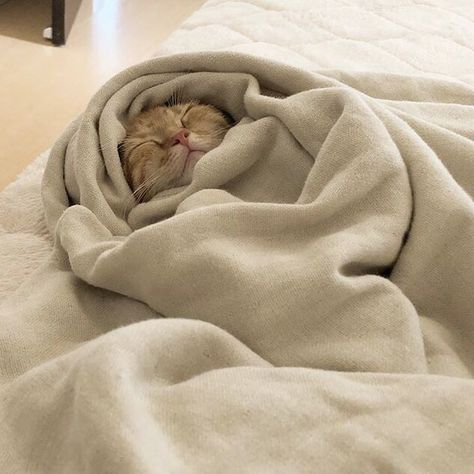 11:11 on Twitter: "Mood… " Sleepy Cat, Orange Cat, Pretty Cats, A Blanket, 귀여운 동물, Crazy Cats, Cat Pics, Cat Memes, A Cat