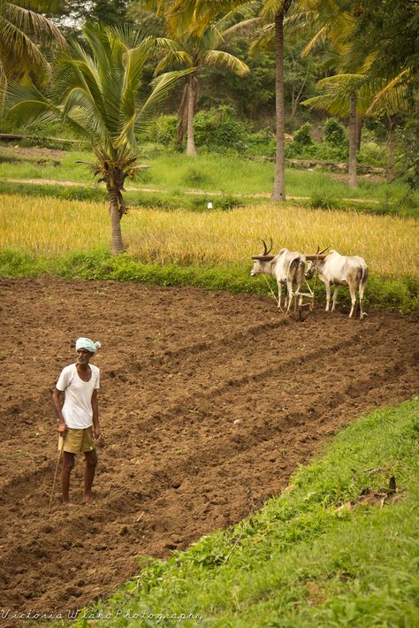 https://flic.kr/p/a2ee3f | Indian Farmer with Ox Plough Indian Agriculture Photos, Nature Indian, Farmers Photography Indian, Indian Agriculture, Farmers Pictures, Indian Farmers Images, Farmers Life, Farmer Pictures, Farmer Wallpaper