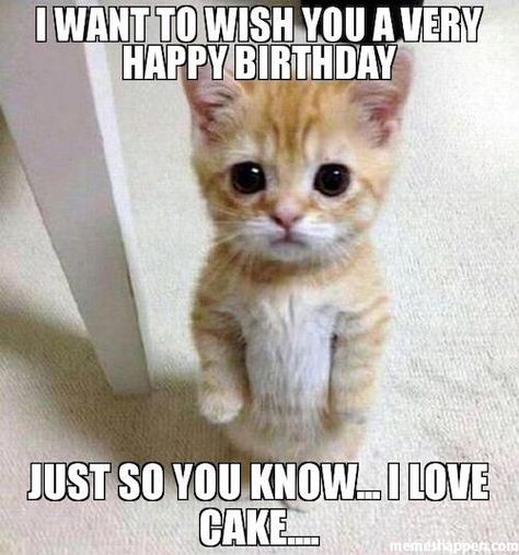 I want to wish you a very happy birthday just so you know, i love cake - cat birthday meme Cat Birthday Memes, Happy Birthday Humorous, Funny Happy Birthday Meme, Happy Birthday Cat, Bday Wishes, Funny Happy Birthday Wishes, Birthday Memes, Happy Birthday Quotes Funny, Birthday Wishes Funny