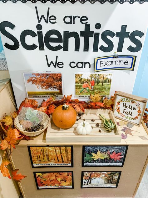 Fall Preschool Science, Fall Science Center, Fall Science Activities, Science Center Preschool, Prek Science, Preschool Classroom Setup, Play To Learn Preschool, We Are Scientists, Fall Science