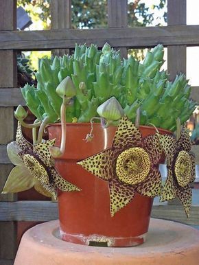 Carrion Flower, Kaktus Dan Sukulen, Blooming Succulents, Flowering Succulents, Succulent Garden Diy, Types Of Succulents, Succulent Gardening, Unusual Plants, Unusual Flowers