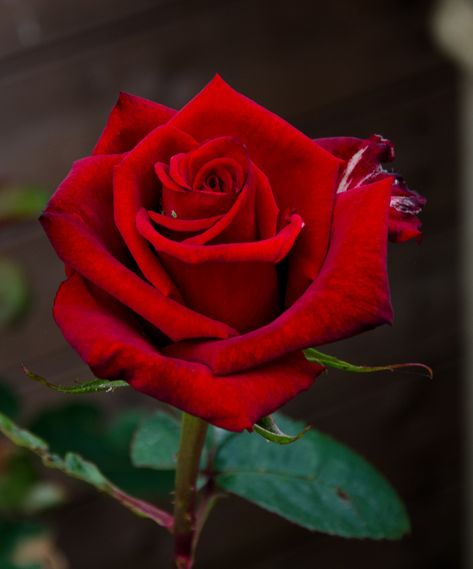 Rose Reference, Single Red Rose, Rose Flower Pictures, Mother Love, Beautiful Red Roses, Rose Images, Rose Photography, Purple Rose, Beautiful Rose Flowers