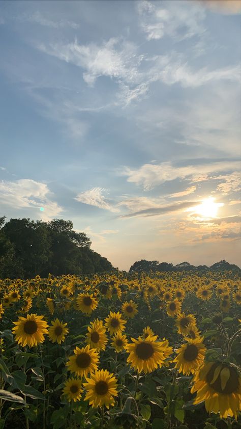 Sunflower Vintage, Photography Shoot, Pregnancy Photography, Simple Iphone Wallpaper, Sunflower Wallpaper, Sunflower Field, Nothing But Flowers, Pretty Landscapes, Sunflower Fields