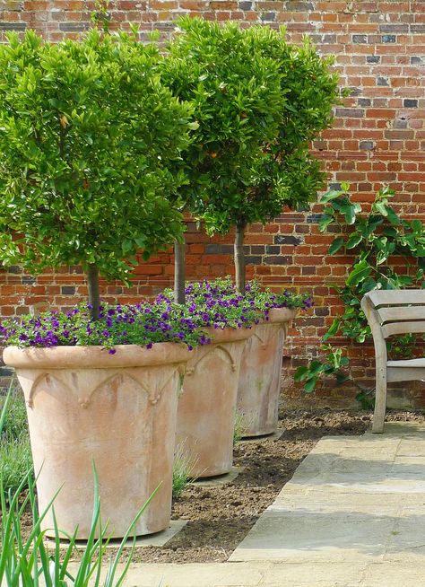 Small Courtyard Gardens, Courtyard Gardens Design, French Country Garden, Garden Urns, Have Inspiration, Garden Containers, Topiaries, Mediterranean Garden, Backyard Garden Design