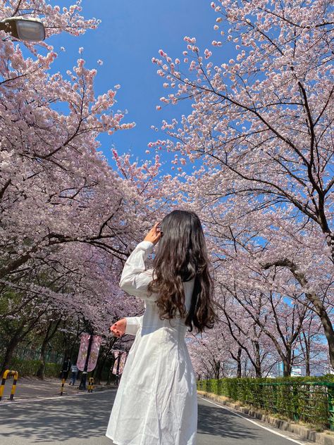 cherry blossoms (sakura) during spring in korea. white dress summer. Cherry Blossom Pose Ideas, Sakura Outfits Cherry Blossoms, Japan Cherry Blossom Outfit, White Outfit Photoshoot, Spring In Korea, Outfits Spring Aesthetic, Cherry Blossom Outfit, Spring Outfits Japan, Blossom Pictures