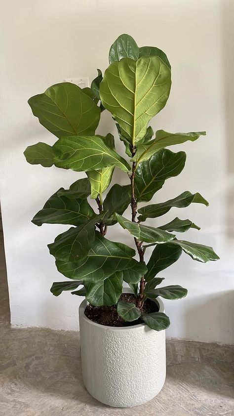 Fiddle Leaf Aesthetic, Fiddle Leave Fig Tree, Figgle Leaf Fig, Fidel Leaf Plant, Fiddle Leaf Tree Aesthetic, Fig Tree Aesthetic, Indoor Plant Corner, Large House Plants Indoor, Fig Plant Indoor