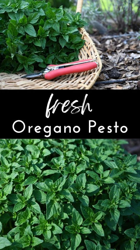 This is a must have in my garden fresh recipes! I love basil pesto, but my oregano is ALWAYS out of control! Wouldn't you know, oregano makes the most unbelievably delicious pesto?! Put it in mayo to dip fries into. Put it on pasta, or chicken sandwiches. Add it to a turkey sandwich. The options are endless on how to use it! You'll never regret trying it! Oregano Pesto Recipe, What To Do With Fresh Oregano, Fresh Oregano Recipes Chicken, Herb Pesto Recipes, Recipes Using Fresh Oregano, What To Do With Oregano, Greek Oregano Recipes, Fresh Oregano Uses, Recipes With Fresh Oregano