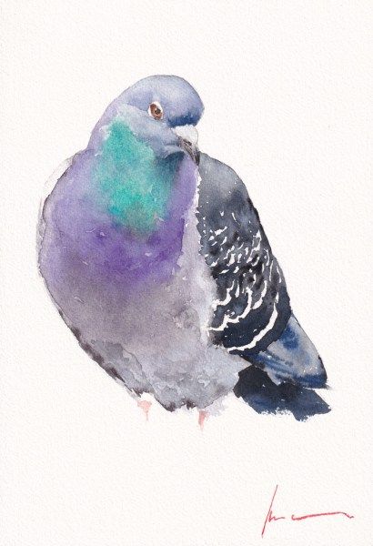 Rock Pigeon Rock Pigeon, Bird Watercolor Paintings, Artist Materials, Diy Watercolor Painting, Watercolor Painting Techniques, Watercolor Bird, Watercolor Animals, Kraken, Wildlife Art