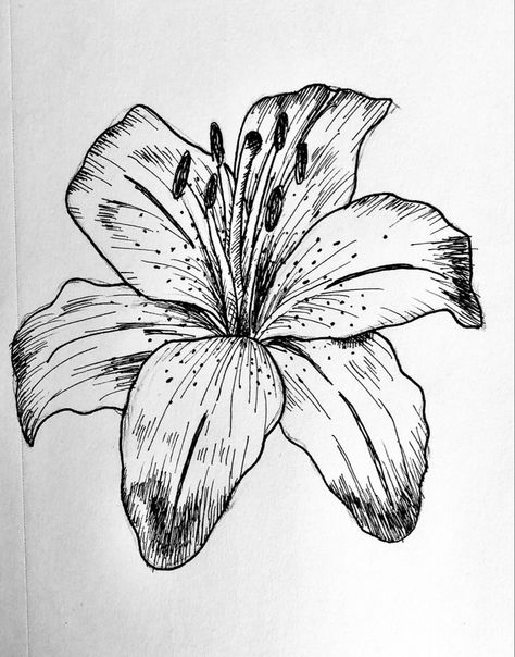 Pen lily drawing | Lilies drawing, Flower sketches, Flower sketch pencil Lily Flower Sketch, Lily Drawing, Realistic Flower Drawing, Lilies Drawing, Flower Sketch, Pen Art Drawings, Flower Art Drawing, Flower Sketches, Pen Sketch