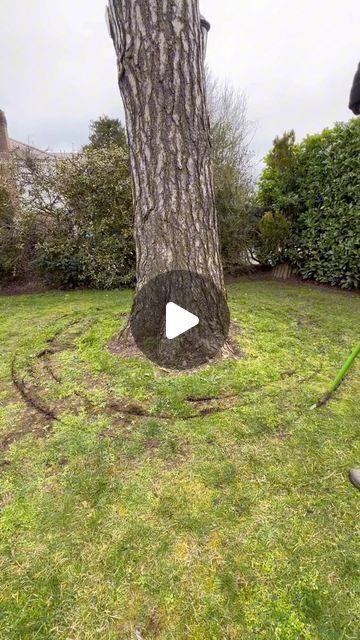 Tree Edge Ideas, How To Trim A Tree, Diy Tree Ring Landscape, Landscaping Around Big Trees, Mulch Around Trees Landscaping Ideas, Tree Mulch Ideas, How To Landscape Around A Tree, Mulching Around Trees, Edging Around Trees Ideas