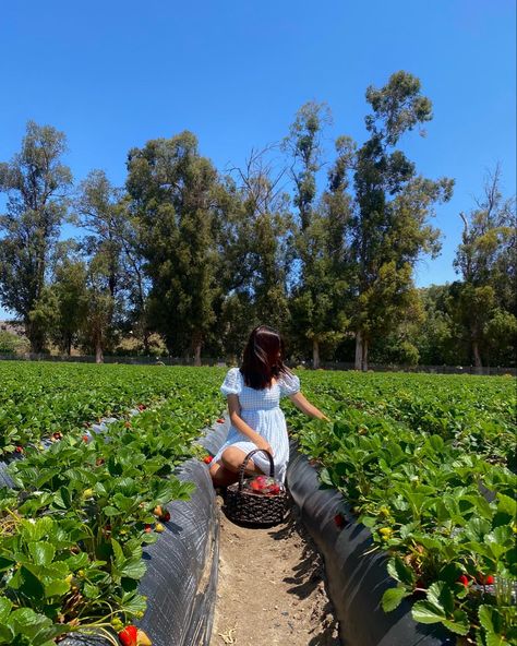 Strawberry Feild Pic, Strawberry Festival Aesthetic, Strawberry Patch Aesthetic, Strawberry Farm Aesthetic, Strawberry Field Aesthetic, Strawberry Farm Outfit, Strawberry Picking Outfit Aesthetic, Strawberry Picking Photoshoot, Fruit Farm Aesthetic