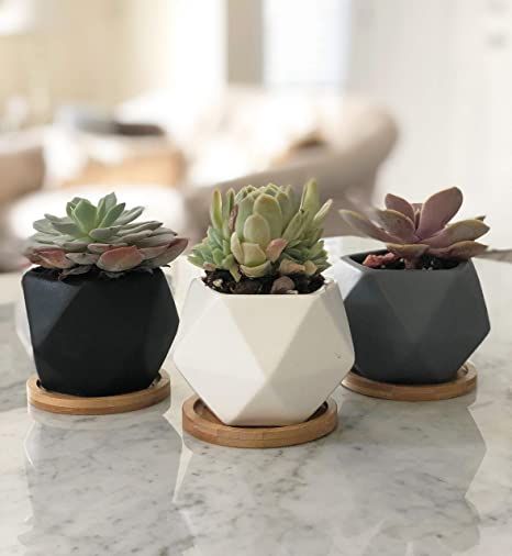 Ceramic Succulent Pots, Cactus Plant Pots, Modern Plant Stand, Succulent Planters, Ceramic Planter Pots, Ceramic Succulent, Bamboo Tray, Animal Planters, Flower Pot Garden