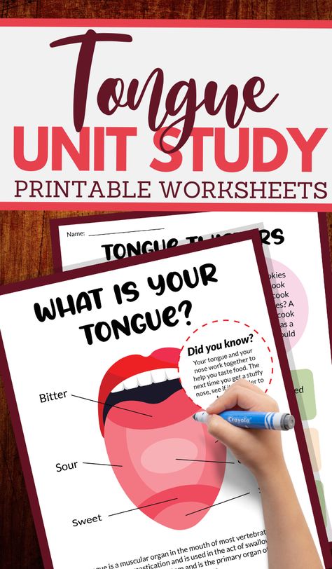 Homeschooling Worksheets, Human Tongue, Taste Sense, Homeschooling Activities, My Five Senses, Sense Of Taste, Sensory Games, Anatomy Lessons, Senses Activities