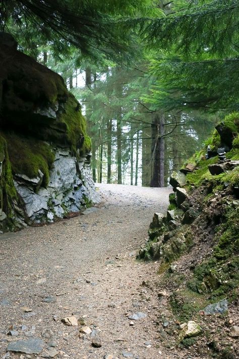 Norway Forest, Hiking Norway, Forest Village, Norway Nature, Family Cabin, Bergen Norway, Forest Trail, Explore Italy, Forest Path