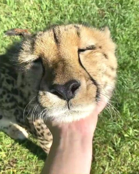 Cheetah on Instagram: "Pure bliss 😍  📷: Unknown, tag to credit! 🙏🏻 . . . 💥𝗦𝗛𝗢𝗣 𝗡𝗢𝗪 🔥𝗟𝗜𝗡𝗞 𝗜𝗡 𝗠𝗬 𝗕𝗜𝗢 👆🏻 𝗪𝗼𝗿𝗹𝗱𝘄𝗶𝗱𝗲 𝗦𝗵𝗶𝗽𝗽𝗶𝗻𝗴  . . . #cheetahlife #cheetahnails #cheetahleggings #cheetahmakeup #cheetahpants #cheetahsrockzanzibar #cheetahboots #cheetahconservation #cheetahfacepaint #cheetahdress #cheetahs #cheetahprint #cheetahshirt #cheetahrun #cheetahsofinstagram" Cheetah Face Paint, Cheetah Aesthetic, Cheetah Cute, Cheetah Pictures, Cheetah Photos, Cheetah Makeup, Cheetah Boots, Baby Cheetah, Fierce Lion