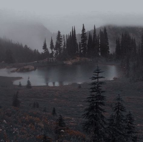 Dark Naturalism, Dark Forest Aesthetic, Ancient Gods, Forest Core, Twilight Pictures, Forest Aesthetic, Dark Green Aesthetic, Foggy Forest, Dark Nature