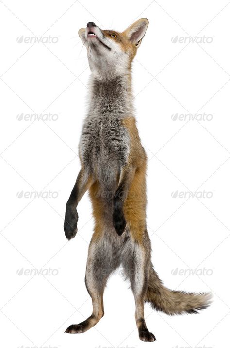 Red Fox, 1 year old, standing on hind legs in front of white background by Lifeonwhite. Red Fox, 1 year old, standing on hind legs in front of white background#standing, #hind, #year, #Red Fox Standing Up, Fox Standing On Hind Legs, Fox Standing Drawing, Wolf Standing On Hind Legs Drawing, Fox Legs Drawing, Maned Wolves, Fox Standing, Species Ideas, Running Drawing