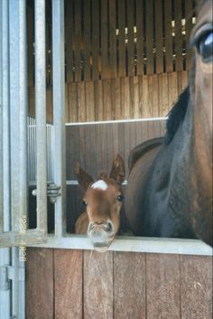 Working With Horses Aesthetic, Foal Aesthetic, Horse Life Aesthetic, Horses Astethic, Stable Aesthetic, Horse In Stable, Horse And Foal, Horse Foal, Horsey Life