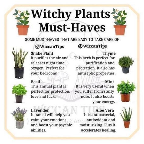 Instagram Do, Witchy Garden, Witch Herbs, Magia Das Ervas, Green Witchcraft, Witch Garden, Love Plants, Magic Herbs, Magical Herbs