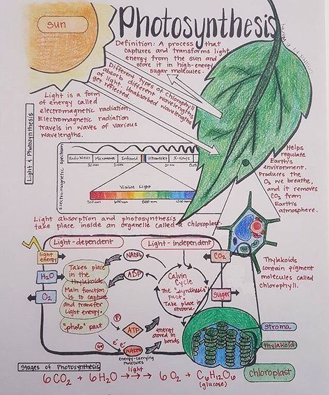 Photosynthesis Neet Notes, Biology Notes Aesthetic Photosynthesis, Ap Bio Photosynthesis Notes, Notes On Photosynthesis, Biology Notes Colleges, Aesthetic Biology Pictures, Photosynthesis Notes Biology, Respiration Notes Biology, Photosynthesis Notes Aesthetic