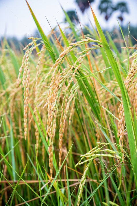 Close up ear of rice in paddy field Rice Farming Photography, Rice Plant Photography, Paddy Field Aesthetic, Rice Field Aesthetic, Paddy Field Painting, Paddy Field Photography, Rice Field Photography, Farming Images, Rice Aesthetic