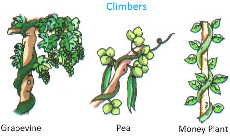 Climbers, Grapevine, pea, money plant Herbs Shrubs Climbers Creepers Worksheet, Plants Grow In Water, Plant Climbers, Different Types Of Plants, Plants Kindergarten, Plant Lessons, Plants Grown In Water, Plants Worksheets, Creepers Plants