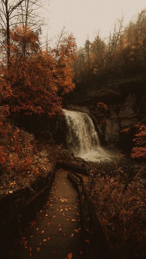 Whats Wallpaper, Go Wallpaper, Cute Fall Wallpaper, Dark Autumn, Autumn Scenery, Brown Wallpaper, Fall Pictures, Brown Aesthetic, Autumn Aesthetic