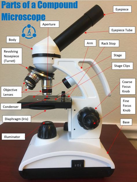 This details all the various parts and components of a compound microscope. Compound Microscope Drawing With Label, Compound Light Microscope, Mold Microscope, Compound Microscope, Parts Of Microscope And Its Function, Compound Microscope Parts, Body Tube, Microscope Parts, Vet Life