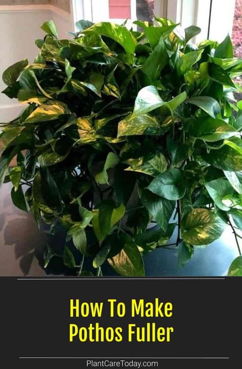 Pothos Plant Care, Tattoo Plant, Diy Fleur, Household Plants, Plant Care Houseplant, Ivy Plants, Indoor Plant Care, Inside Plants, Growing Plants Indoors