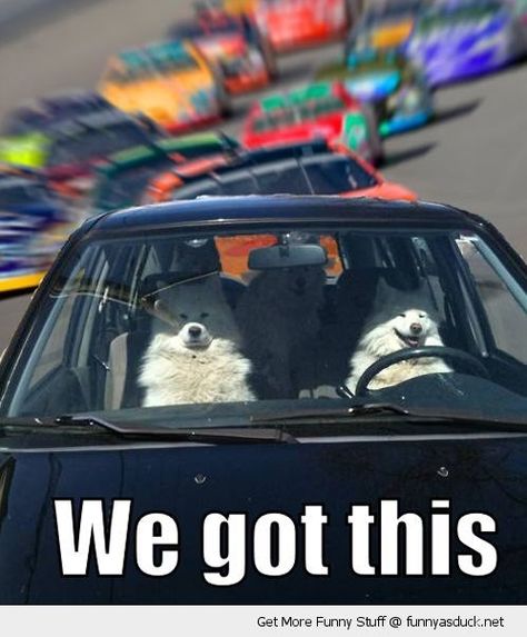 Funny meme of dogs driving a car in a race, being all like "we got this" Racing Dogs, Motivational Memes, Pinterest Humor, She Wolf, Morning Humor, Dad Jokes, Bones Funny, Dog Pictures, Funny Photos